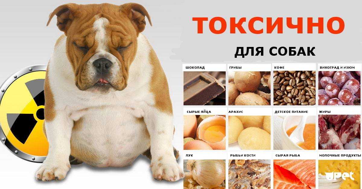 Почему собакам нельзя сыр. Что нельзя давать собакам. Собака с вредной едой. Запрещенные продукты для собак. Вредные продукты для собак.