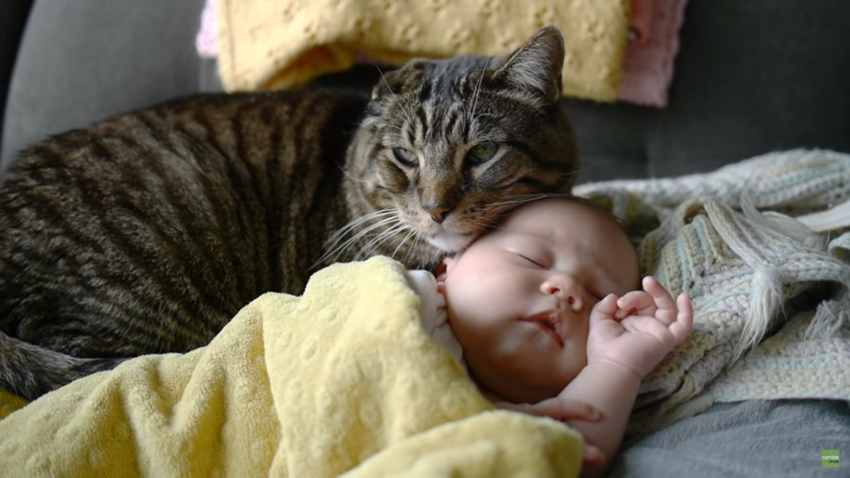 Как подружить кошку с собакой в квартире или доме — pet-mir.ru