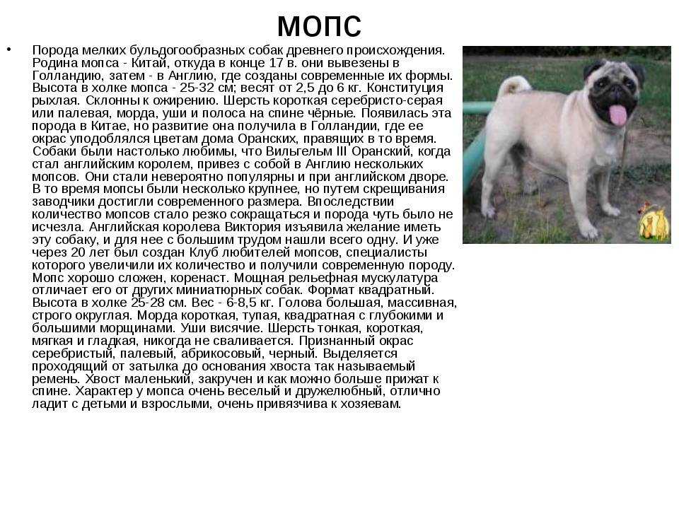 Мопс собака. описание, особенности, уход и содержание мопса | живность.ру
