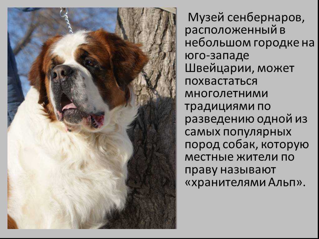 Все о породе сенбернар