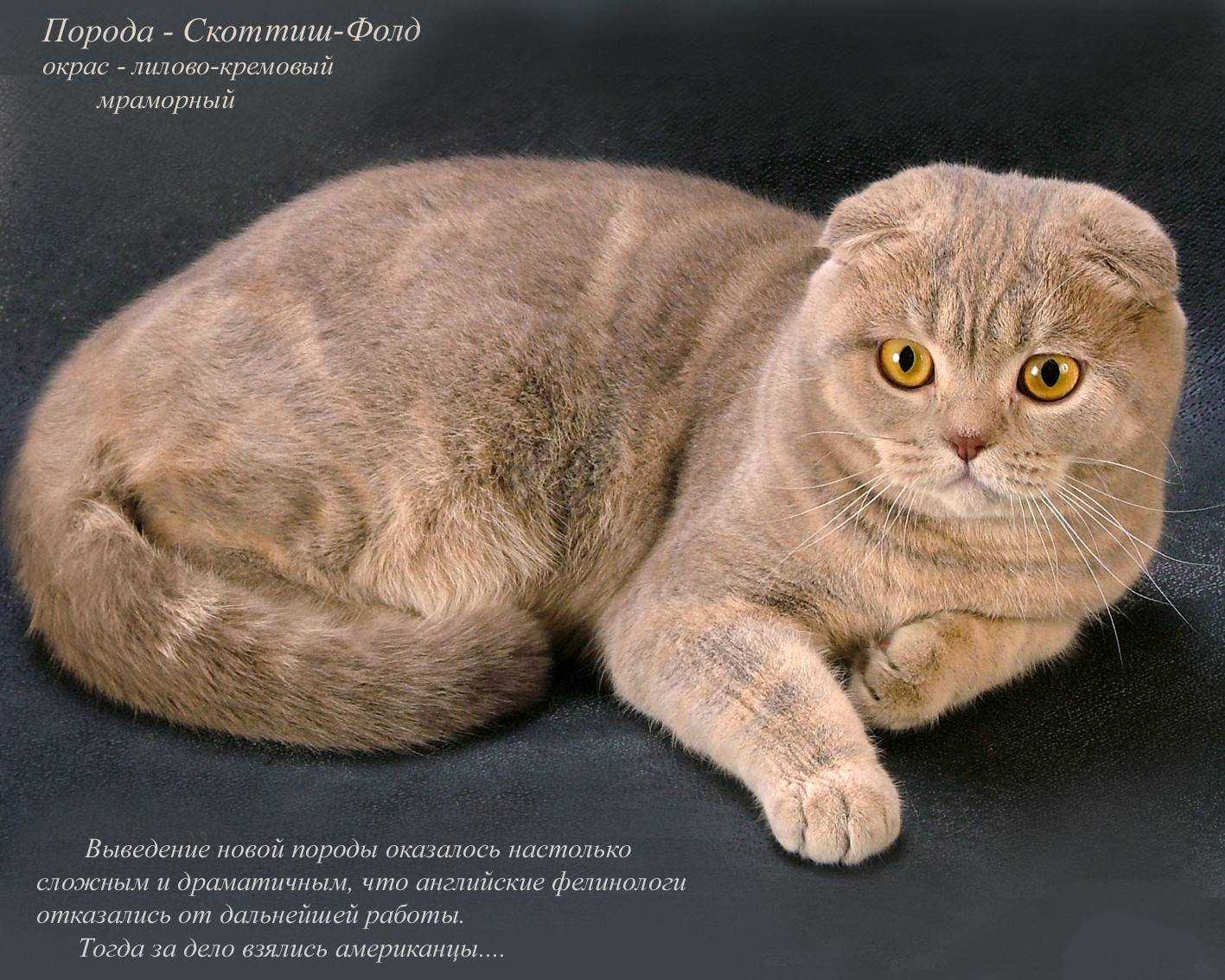 Шотландская вислоухая кошка характер