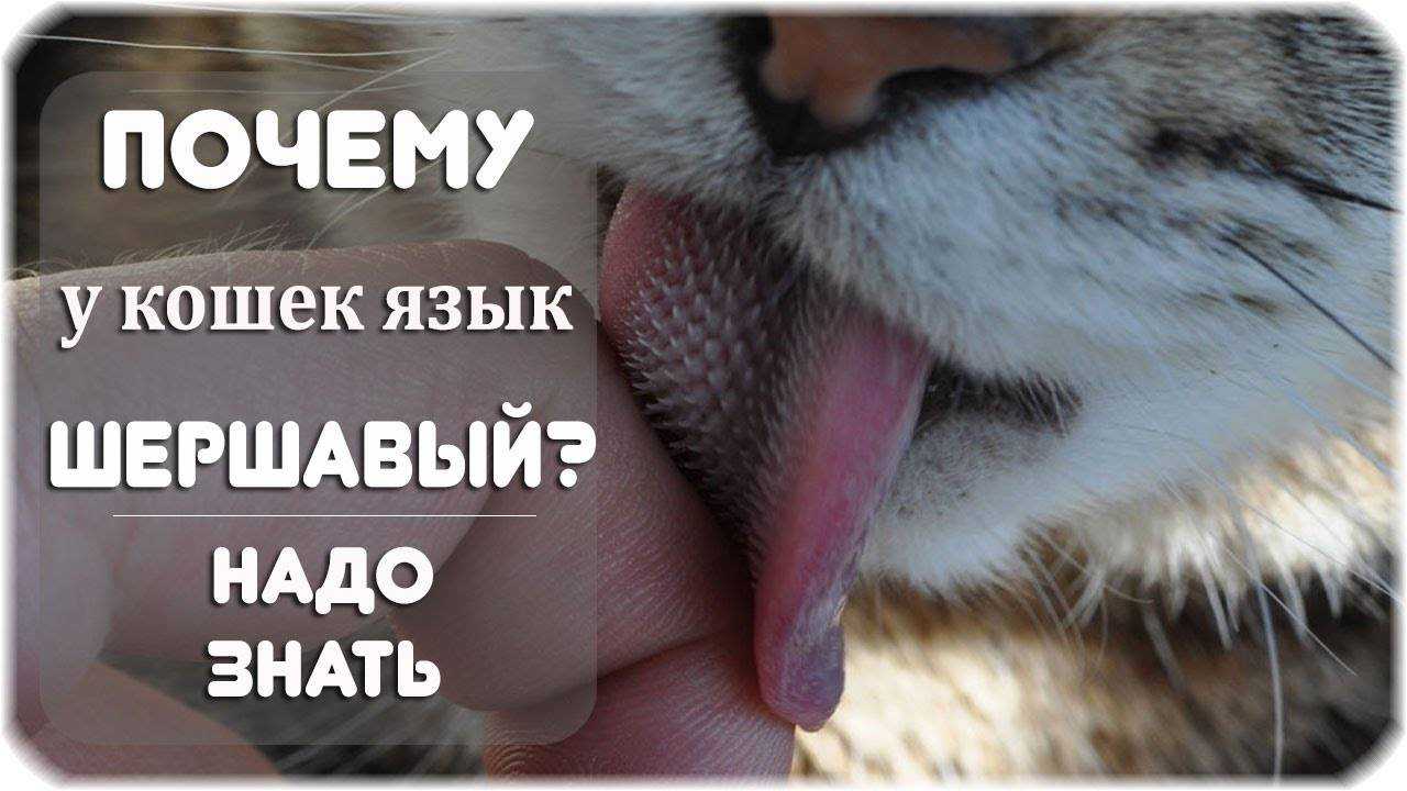 Чем вызвана такая особенность и для чего кошкам нужен шершавый язык