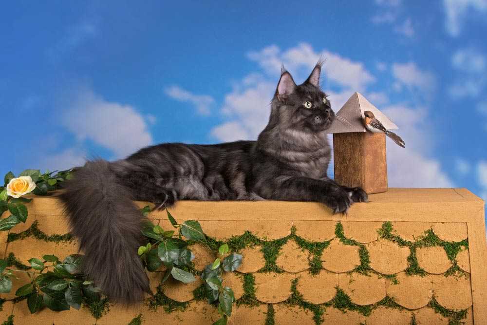 Сколько стоит котенок и большой кот породы мейн кун?