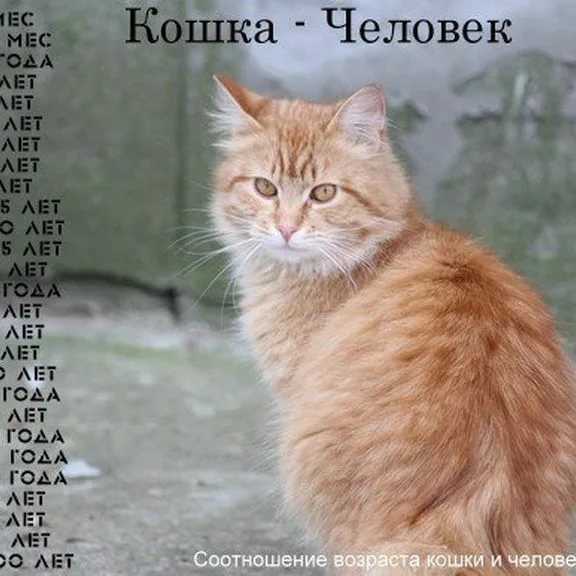 Сколько живут кошки | животный мир