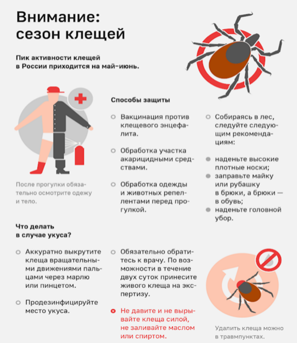 Что делать, если собаку укусил клещ