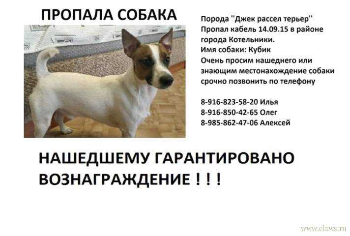 Джек-рассел-терьер