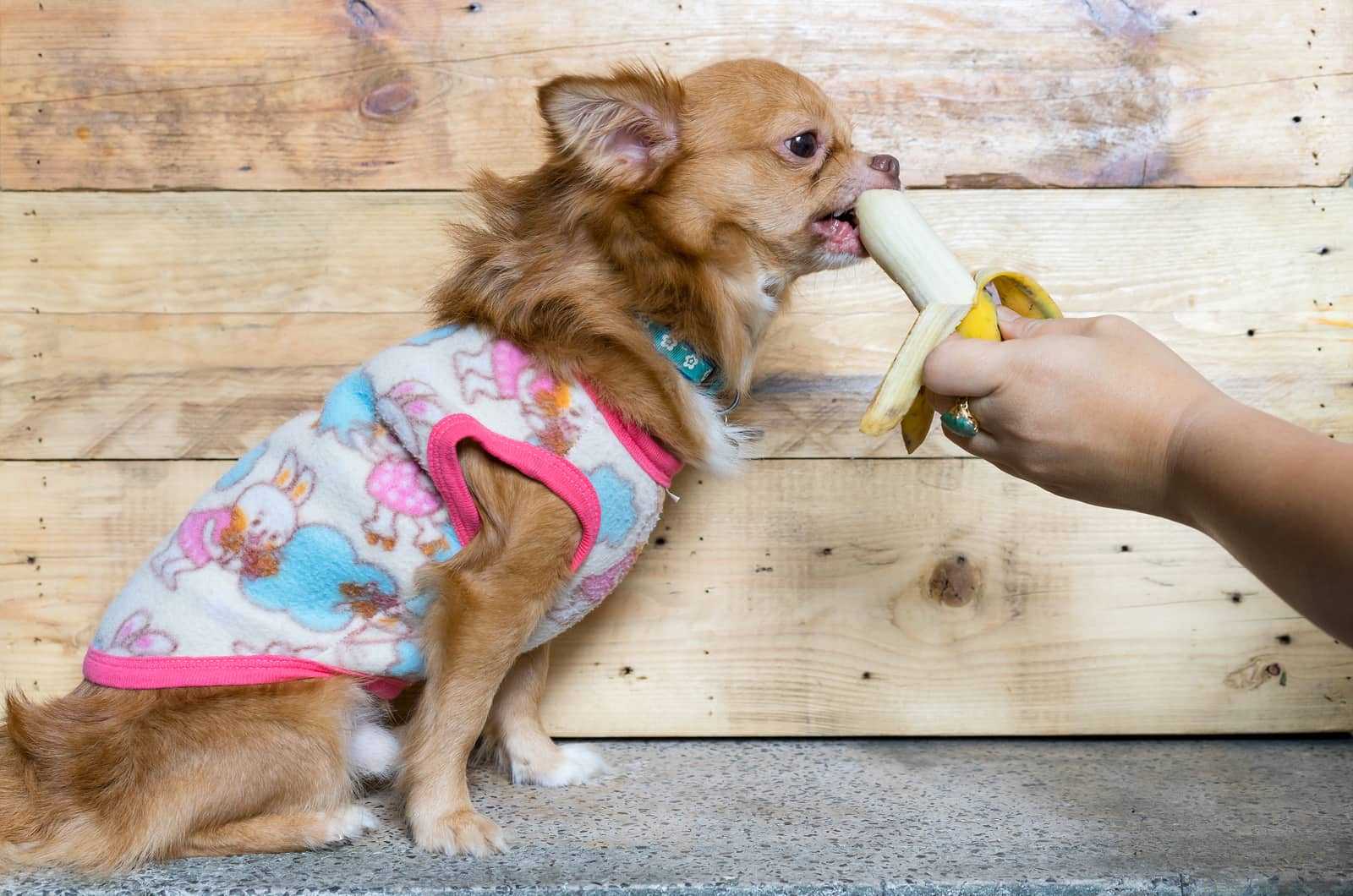 Польза и вред бананов для собак