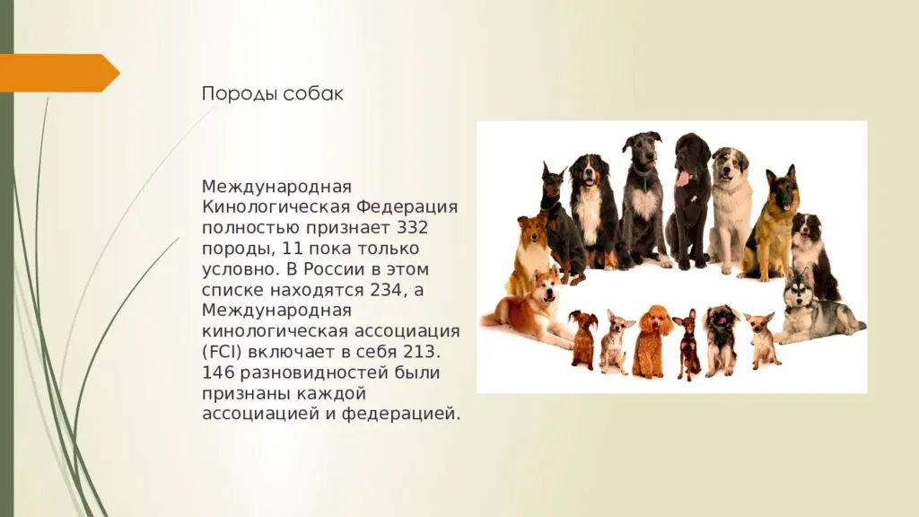 Группы fci собак. Классификация пород собак. Классификация собак по FCI. Кинологические собаки породы. Международная Кинологическая Федерация породы собак.