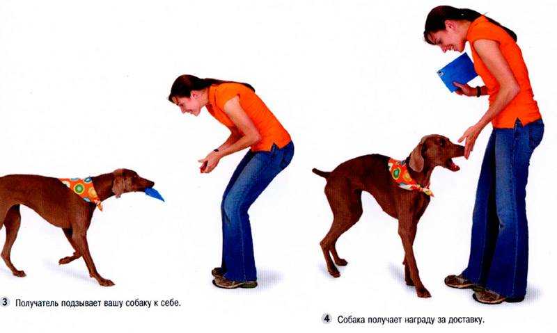 Дрессировка собак, как научить собаку команде "фу": этапы обучения