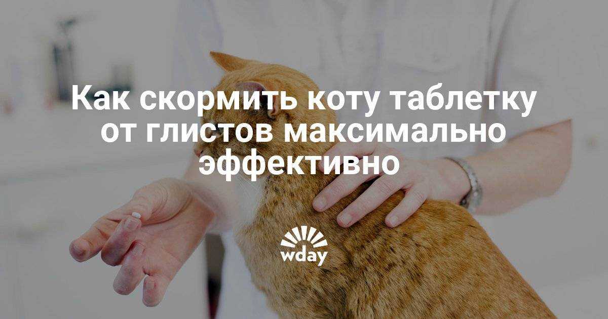 Безопасные способы, как дать кошке таблетку