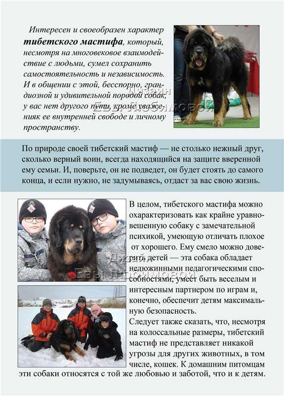 Тибетский мастиф (фото): мудрость из глубины веков и необыкновенная преданность