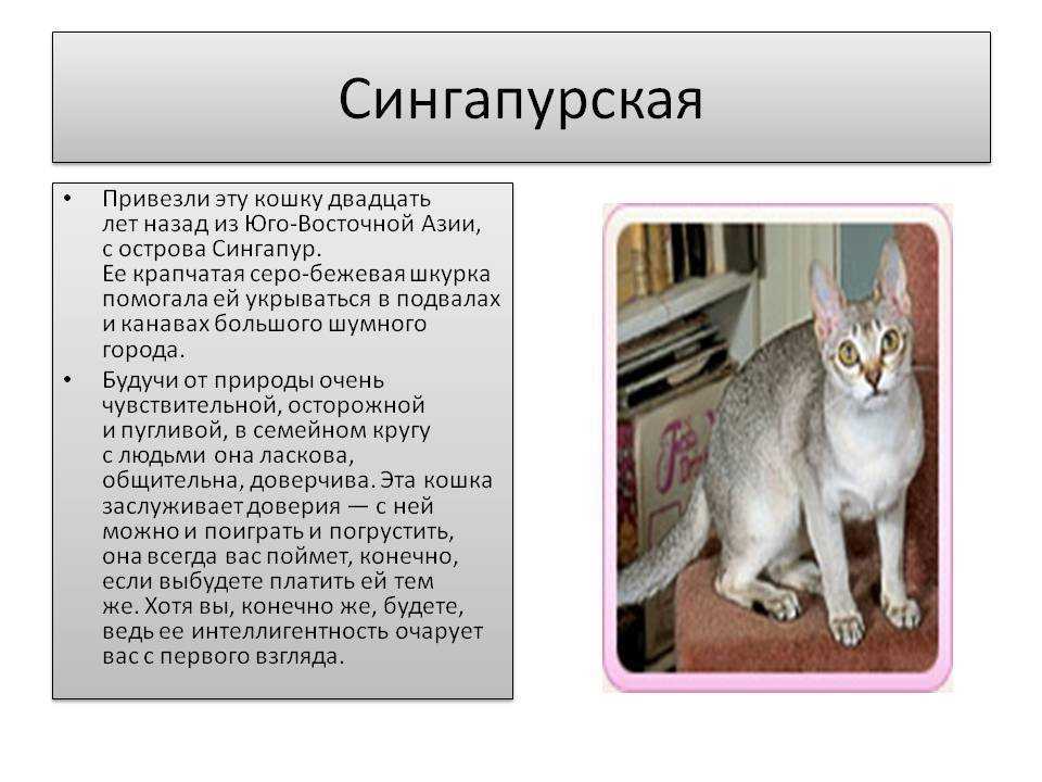 Сингапурская кошка: описание породы, фото, характер, поведение, отзывы владельцев