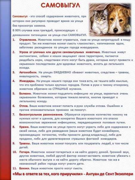 Самовыгул. наболело! — обсуждение в группе "кошки" | птичка.ру