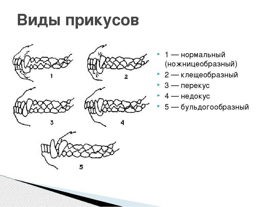 Правильный прикус у собаки рисунок