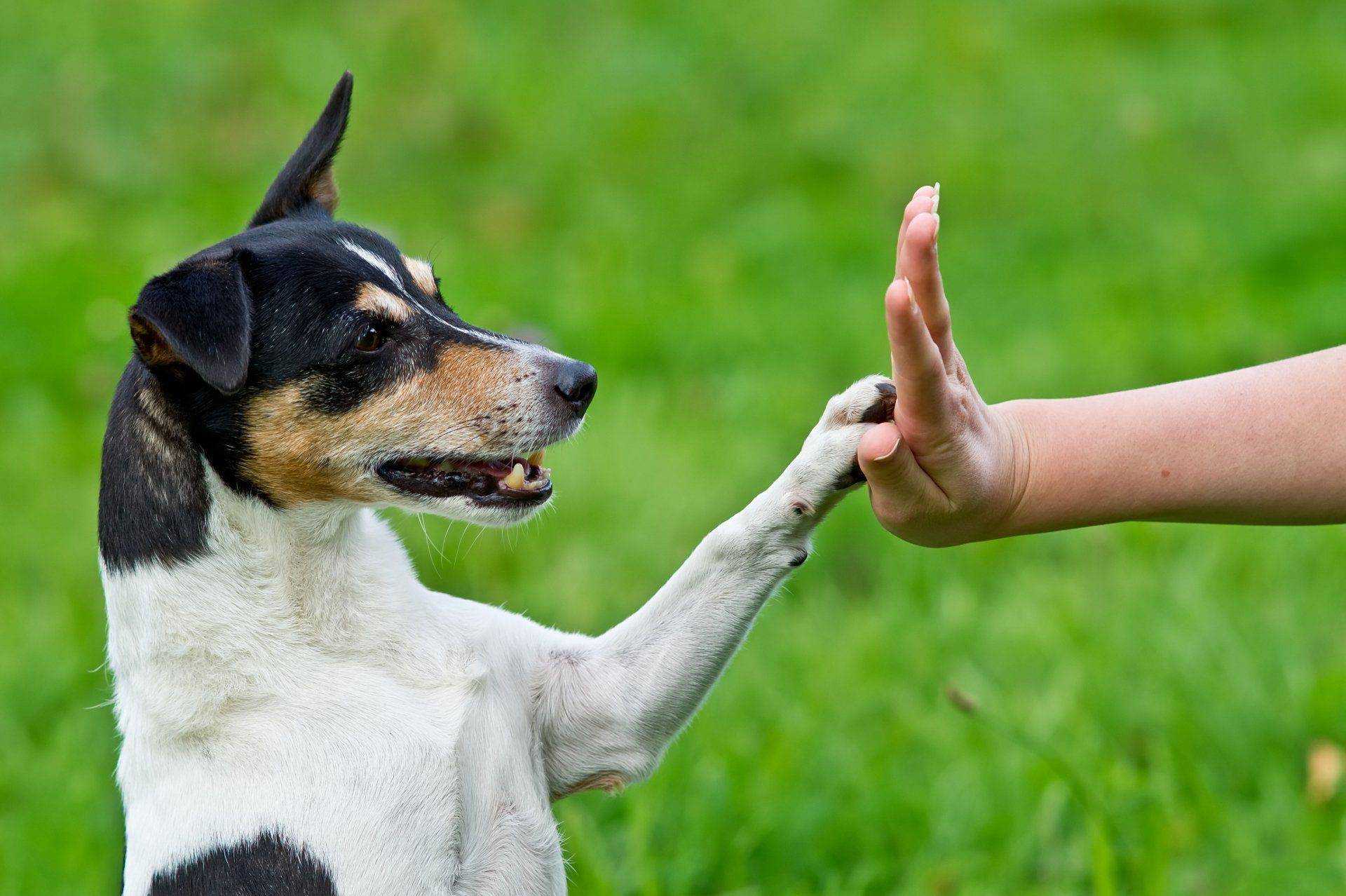 Как понять язык собаки?