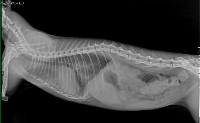 Пищевод кошки. Рентген грудной клетки собаки норма. Отек легких у кота рентген. Отек легких у кошки рентген. Рентген собаки норма брюшная.