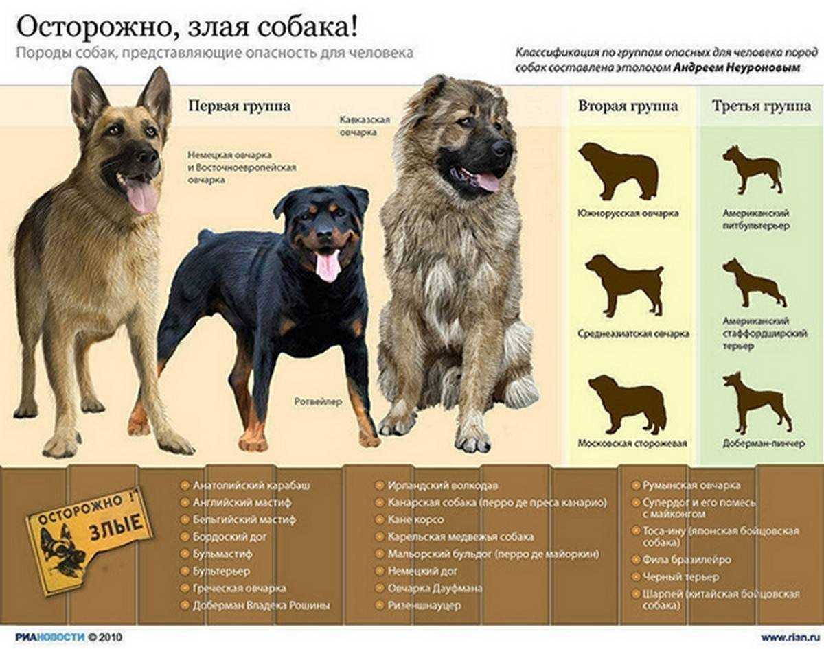 Известные породы собак: топ-20 с фото