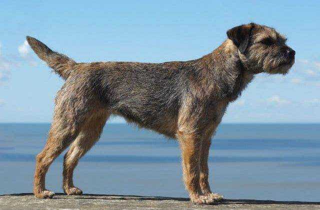 Бордер-терьер – небольшая порода охотничьих собак из Великобритании, очень активная, прекрасный компаньон для людей всех возрастов