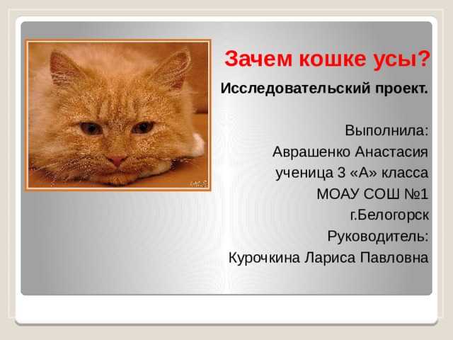 Как определить возраст кошки