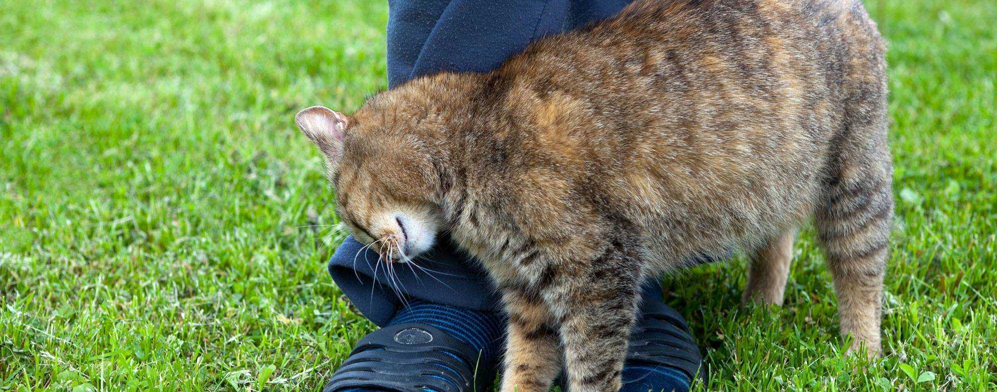 Трение кошек о ноги человека и мурлыканье могут многое рассказать об их состоянии и желаниях
