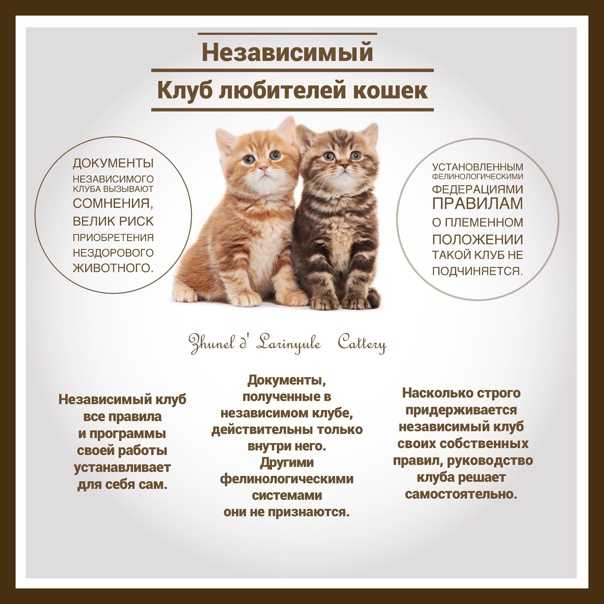 Как выбрать котенка: на что следует обратить внимание