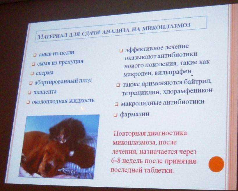 Микоплазмоз у кошек — бактериальное инфекционное заболевание, которое приводит к поражению глаз, суставов, дыхательной, мочеполовой и других систем Главная опасность инфекции заключается в том, что из-за похожих симптомов ее легко спутать с обычной