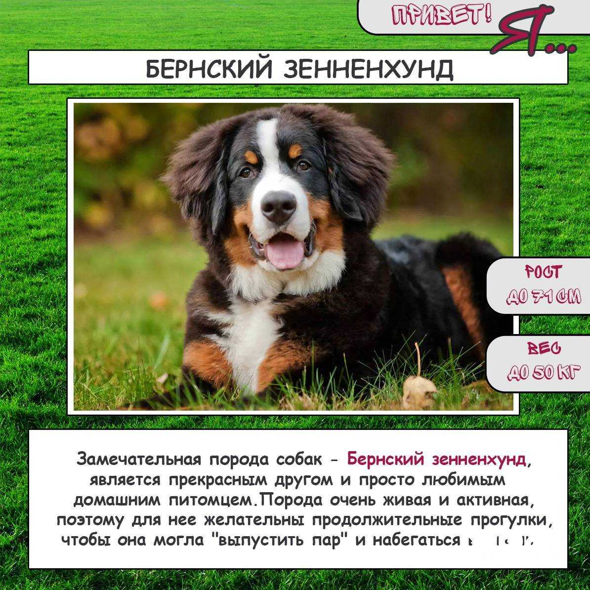 Бернский зенненхунд 7 особенностей породы
