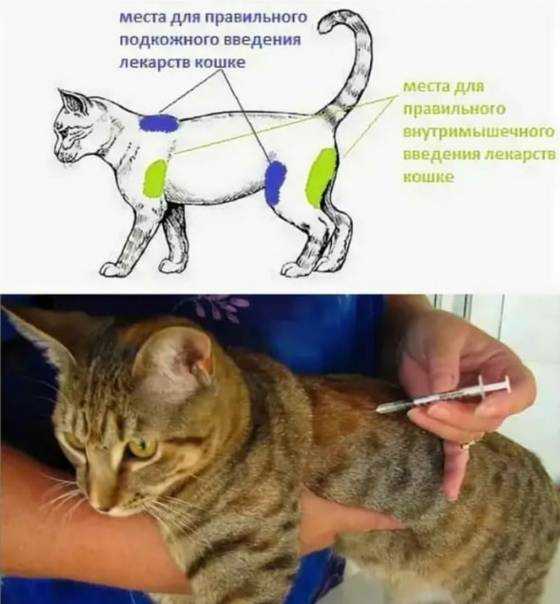 Как сделать укол кошке в холку?