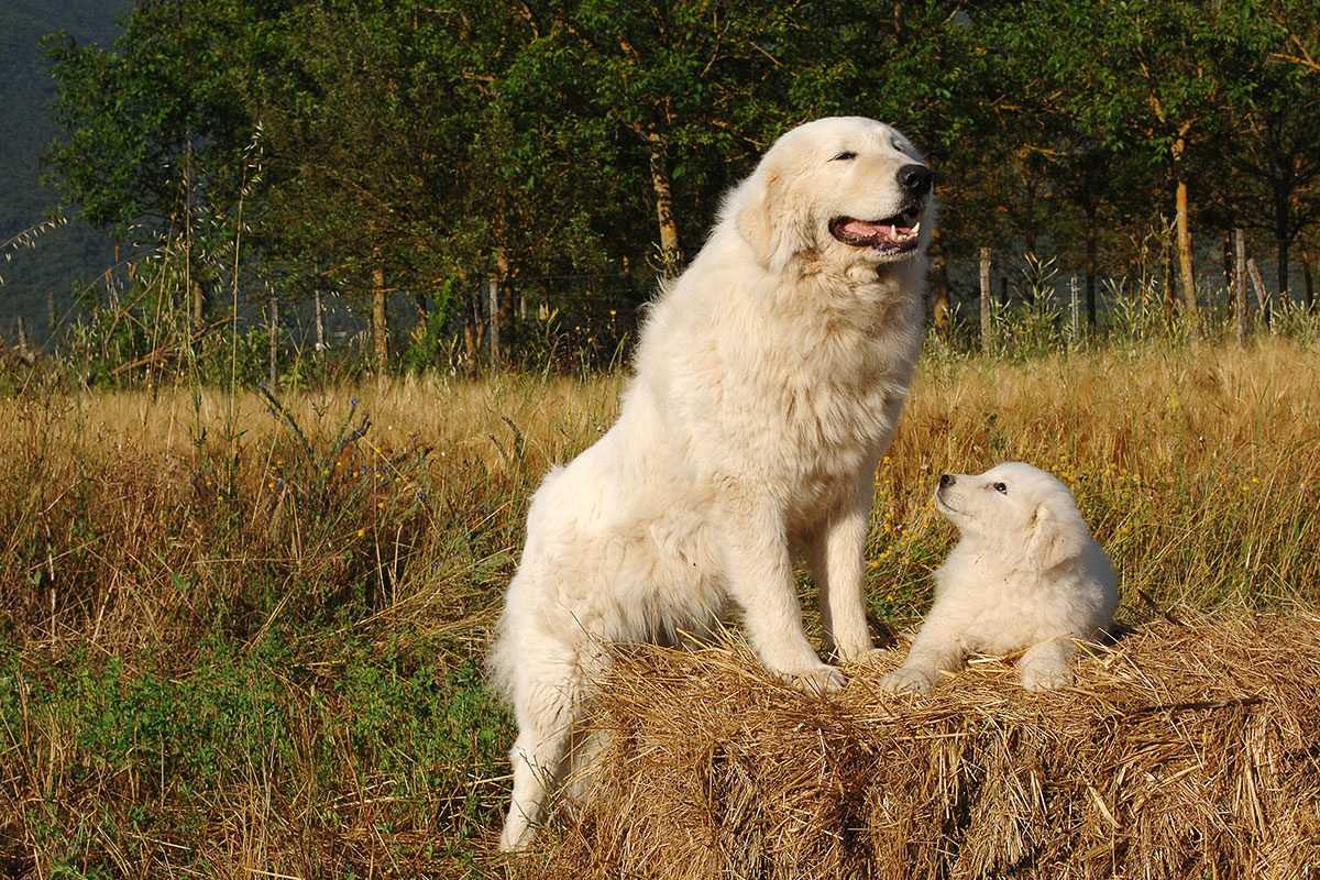 Мареммо-абруццкая овчарка — гордость италии