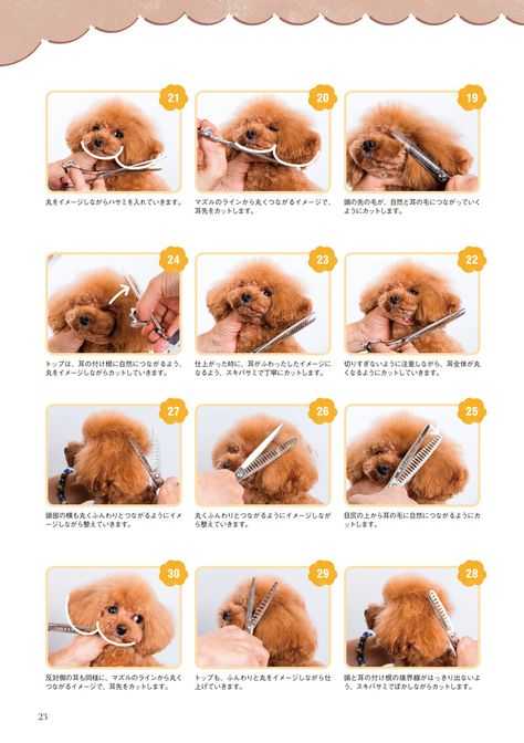 Как стричь собак — пошаговая понятная инструкция для начинающих как подстричь правильно в домашних условиях (видео + 90 фото стрижек)
