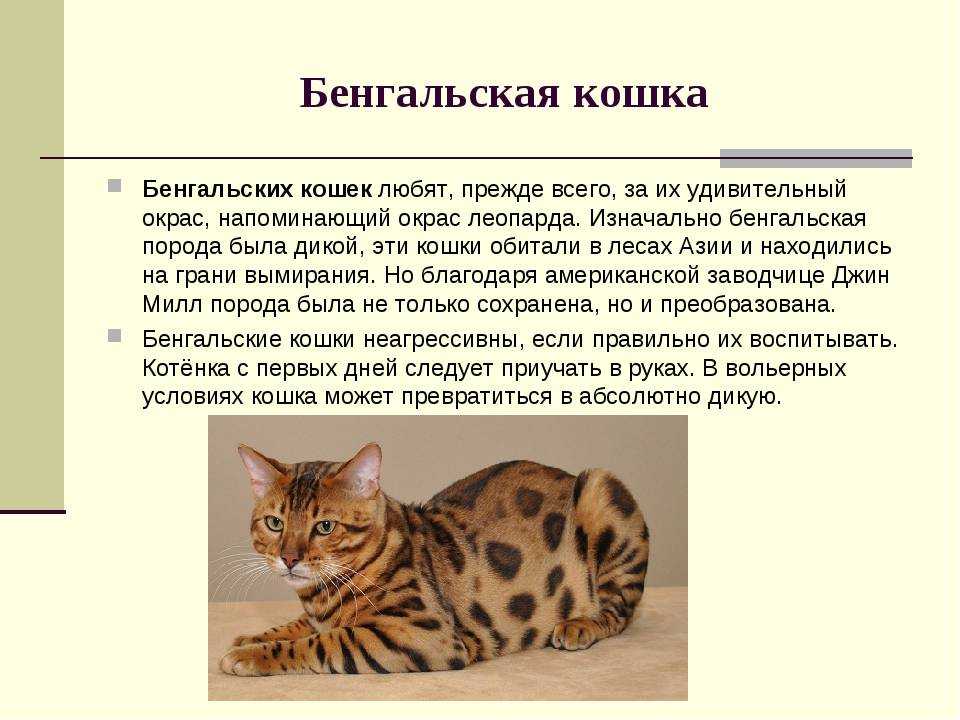 Породы кошек характеристики