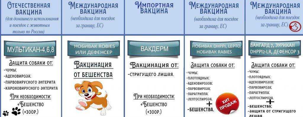 Первые прививки щенку от а до я: возраст, правила «до и после», стоимость