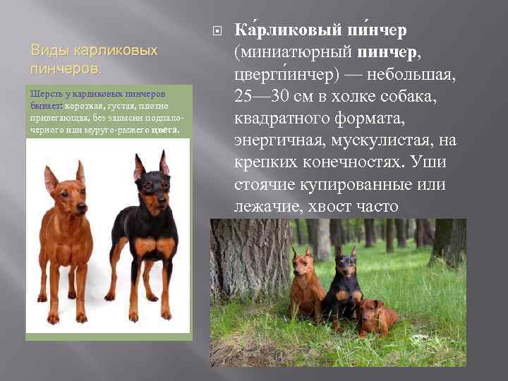 Цвергпинчер — описание породы, отзывы владельцев, «за» и «против» покупки щенка