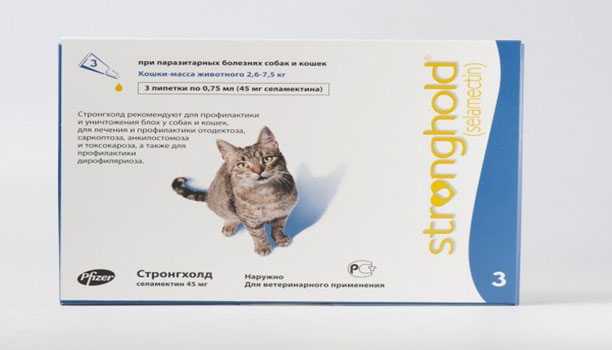 Власоеды у кошек: симптомы и лечение