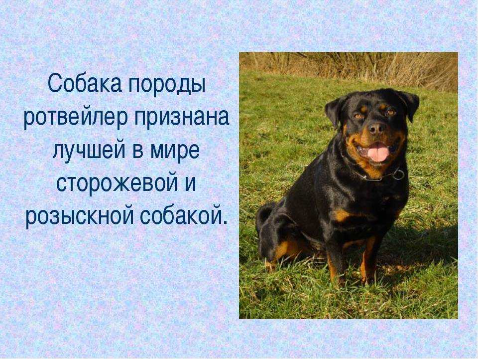 Ротвейлер - характеристика породы, стандарты, фото