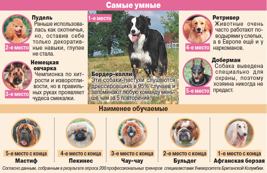 Самые умные породы собак — топ-10 с фото и описанием
