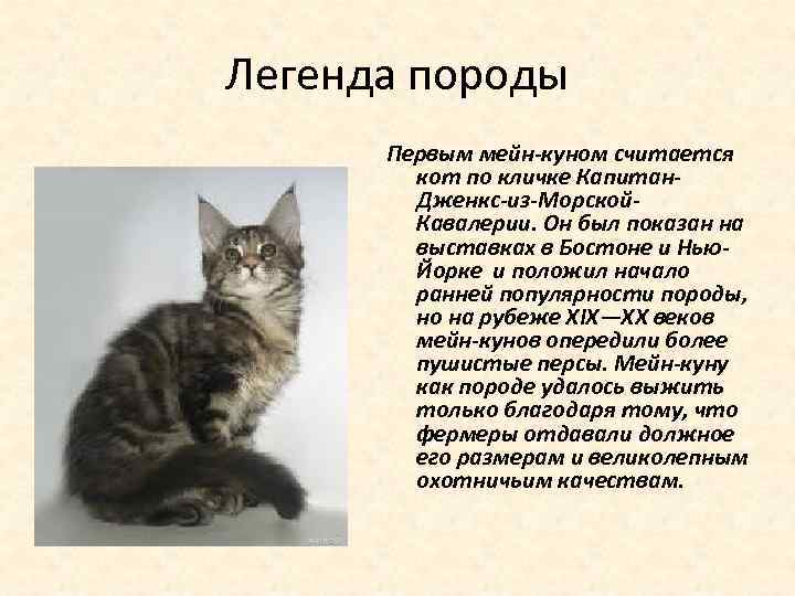 Мейн кун — история возникновения, описание породы, характер + 84 фото