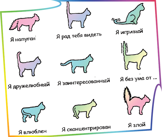 5 типов кошек. Язык тела кошек. Положение хвоста у кота. Характер котов по хвосту. Эмоции кота по хвосту.