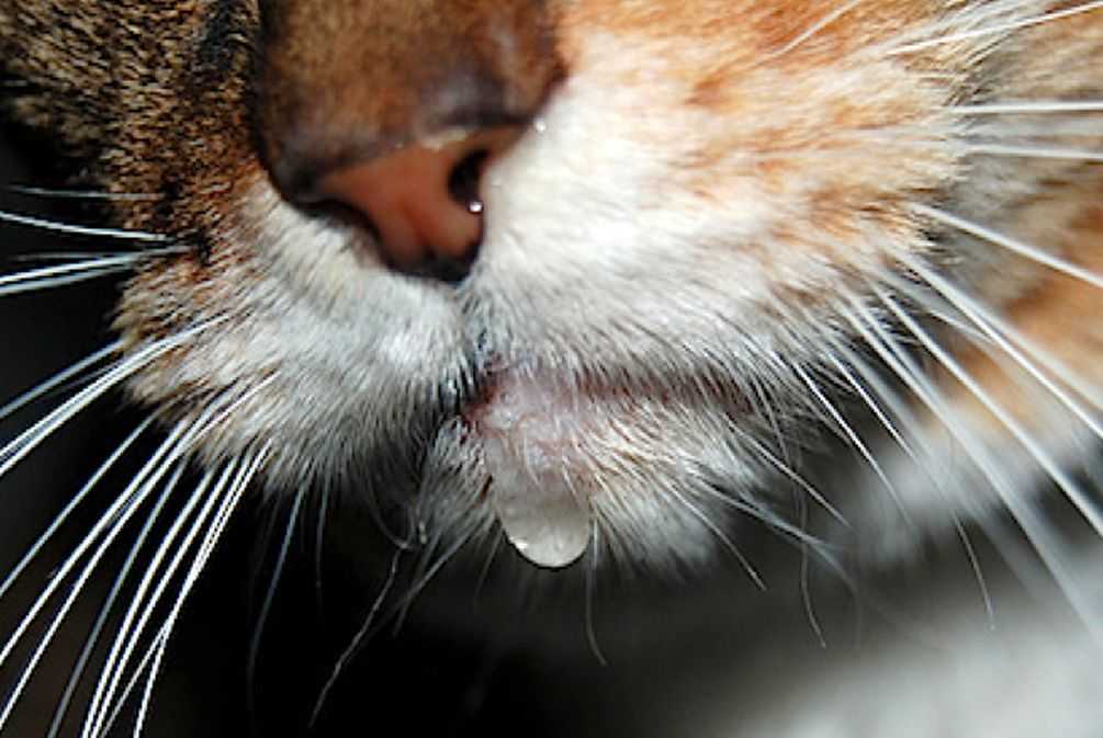 Воняет у кошки изо рта что делать