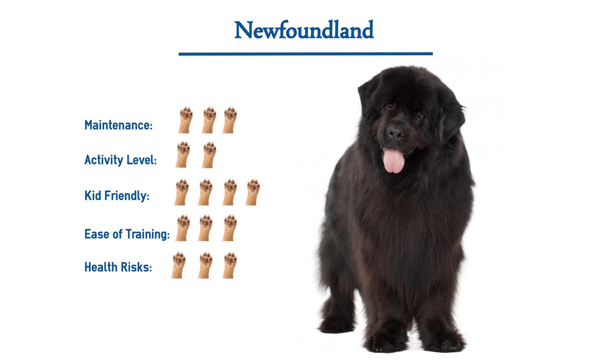 Ньюфаундленд собака. описание, особенности, виды, уход и цена породы