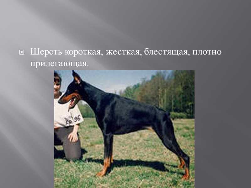 Доберман
