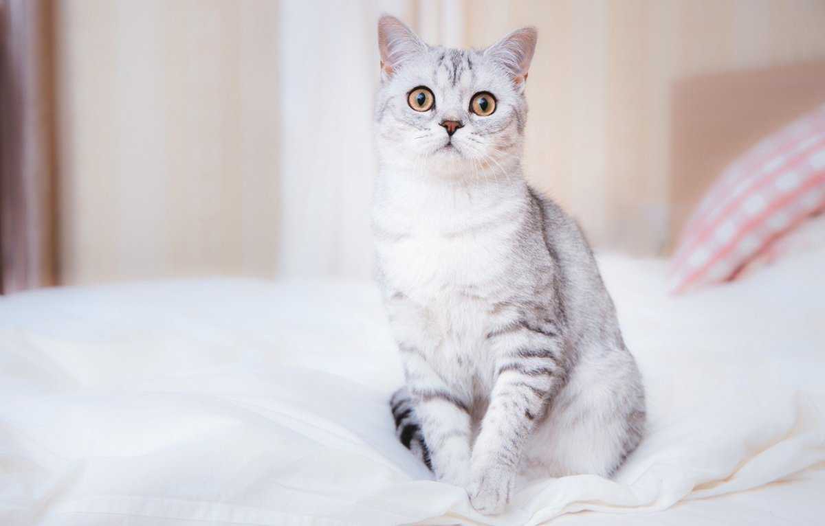 Британская короткошёрстная кошка светлая