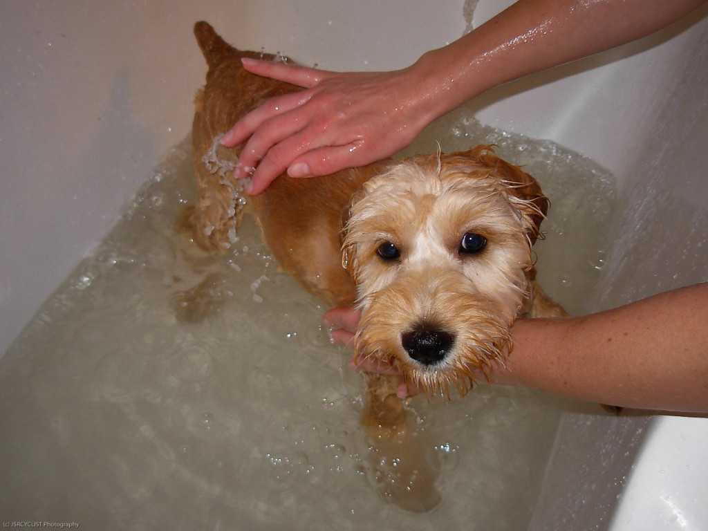 Когда можно купать собаку. Собака моется. Собака купается. Щенок купается. Щенок моется.