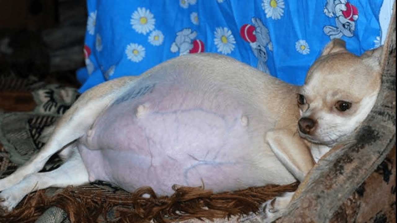 Беременность собак длительность. Гидроцефалия у чихуахуа. Беременность чихуахуа.