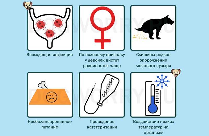 Лекарство от цистита для котов | признаки цистита у кошек лечение
