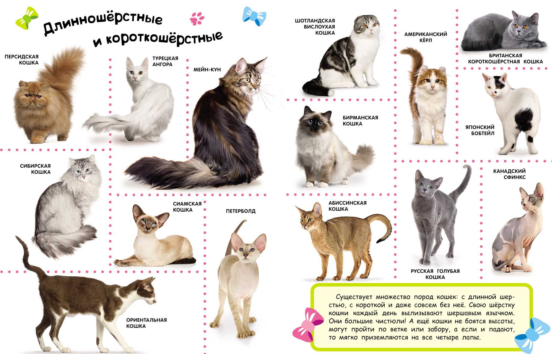 Породы кошек плакат
