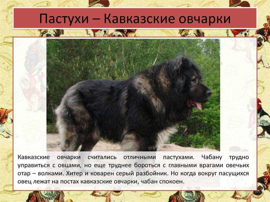 Кавказская овчарка – особенности породы и характер прирожденных охранников