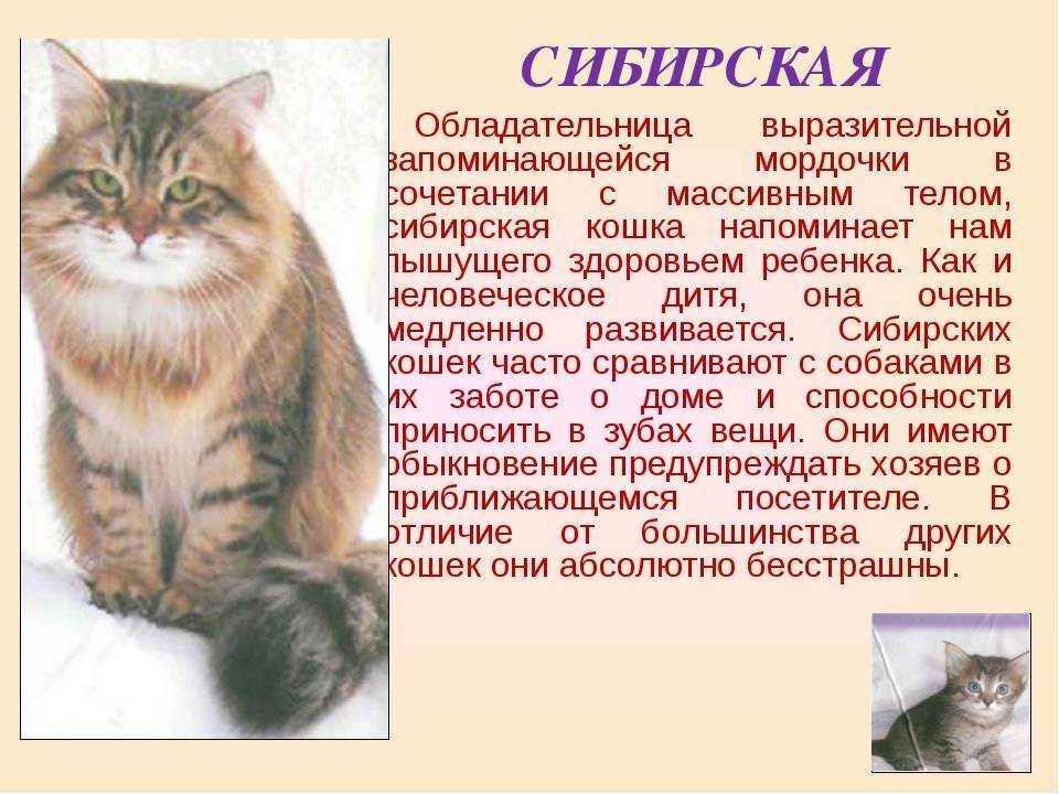 Рассказ о кошках окружающий мир. Рассказ о сибирской кошке. Сибирский кот рассказ. Описание кошки. Рассказ о породе кошек.
