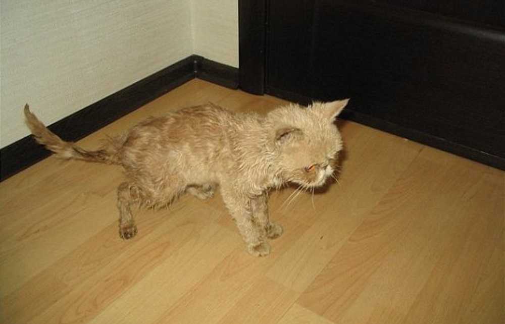 Кошка не пьет воду, что делать?