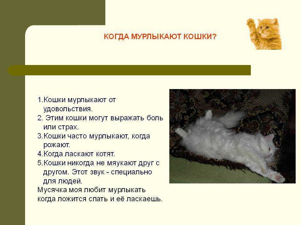 Почему кошка топчет вас лапками: 5 основных причин
почему кошка топчет вас лапками: 5 основных причин